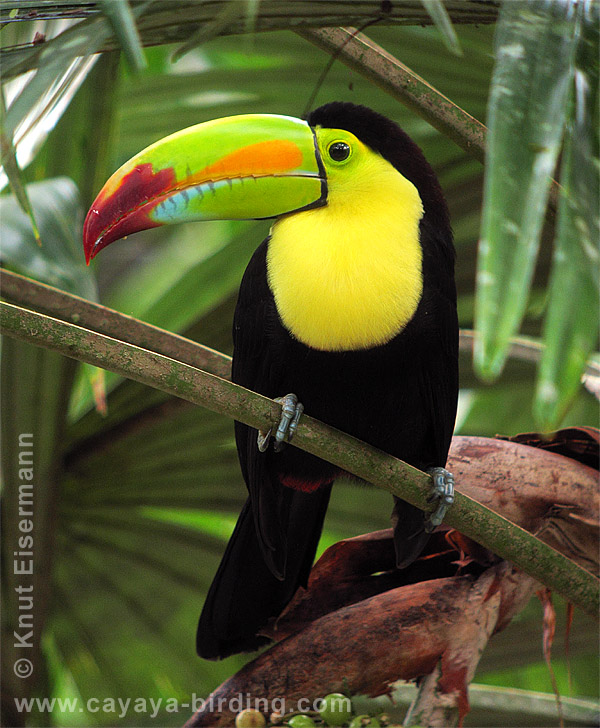 Keel-billed Toucan, CAYAYA BIRDING Tikal & Yaxhá birding tour