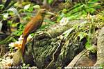 Strong-billed Woodcreeper