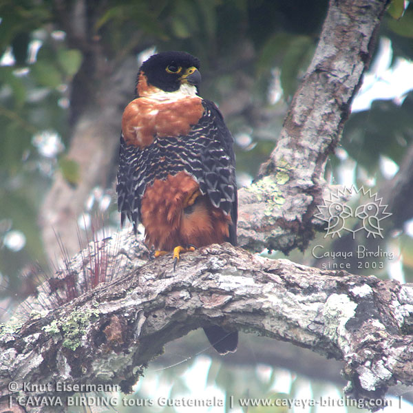 Orange-breasted Falcon, CAYAYA BIRDING Tikal & Yaxhá tour