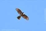 Sharp-shinned Hawk