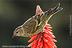 Pine Siskin