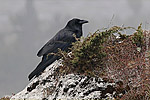 Common Raven