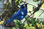 Steller's Jay