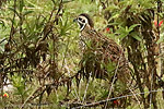 Ocellated Quail