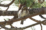 Guatemalan Pygmy-Owl