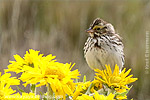 Savannah Sparrow