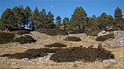 Pine-juniper-forest