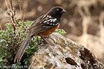 Spotted Towhee