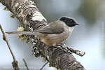 Bushtit