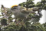 Golden-crowned Kinglet