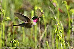 Broad-tailed Hummingbird