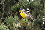 Eastern Meadowlark