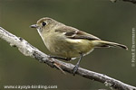 Hutton's Vireo