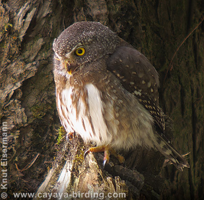 Guatemalan Pygmy-Owl