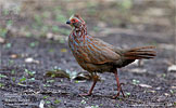 Buffy-crowned Wood-Partridge, by Kevin Bartlett