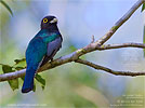 Gartered Trogon, by Kevin Bartlett