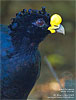 Great Curassow, by Kevin Bartlett