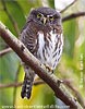 Guatemalan Pygmy-Owl, by Kevin Bartlett