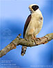 Laughing Falcon, by Kevin Bartlett