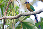 Lesson's Motmot, by Kevin Bartlett