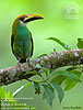 Northern Emerald-Toucanet, by Kevin Bartlett.