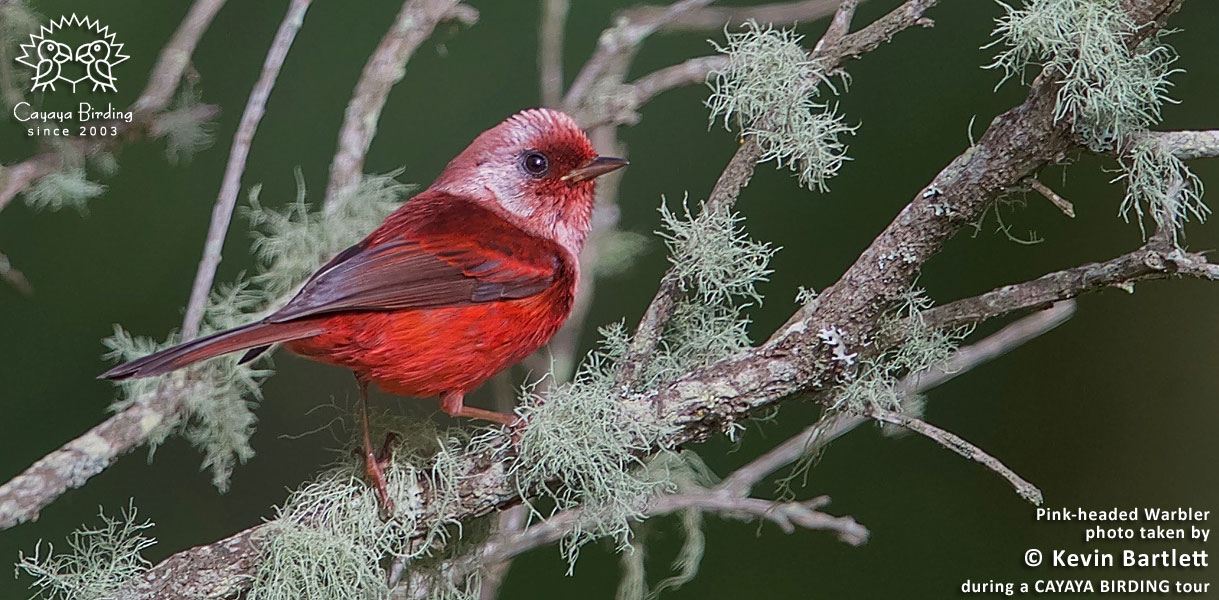 Pink-headed Warbler