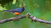 Slate-throated Redstart, by Kevin Bartlett.