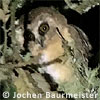 Unspotted Saw-whet Owl, by Jochen Baurmeister