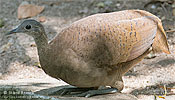 Great Tinamou by Steve Broste