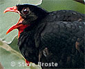 male Highland Guan, CAYAYA BIRDING tour