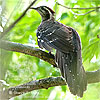 Pheasant Cuckoo by Steve Broste