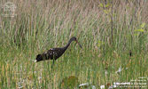 Limpkin, by Patric Carlsson