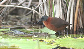 Ruddy Crake, by Patric Carlsson