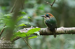 Tody Motmot, by Patric Carlsson