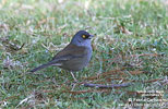 Yellow-eyed Junco, by Patric Carlsson