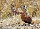 Ocellated Quail, by Steve Clark