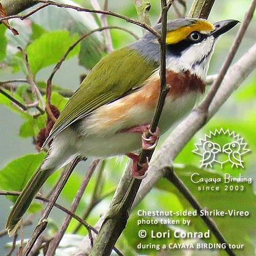 Chestnut-sided Shrike-Vireo, by Lori Conrad