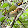 Chestnut-sided Shrike-Vireo, by Lori Conrad