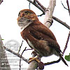 Guatemalan Pygmy-Owl, by Lori Conrad