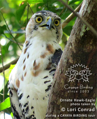 Ornate Hawk-Eagle, by Lori Conrad