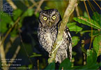 Bearded Screech-Owl, by Pete Ferrera