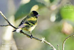 Black-capped Siskin, by Pete Ferrera