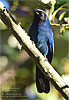 Black-throated Jay, by Pete Ferrera