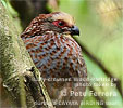 Buffy-crowned Wood-Partridge, by Pete Ferrera