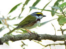 Chestnut-sided Shrike-Vireo, by Pete Ferrera