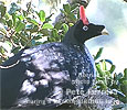 Horned Guan, by Pete Ferrera