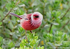 Pink-headed Warbler, by Pete Ferrera