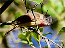 Rose-throated Becard, by Pete Ferrera