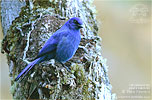 Unicolored Jay, by Pete Ferrera