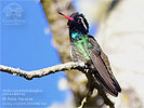 White-eared Hummingbird, by Pete Ferrera